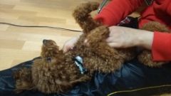 愛犬と笑顔